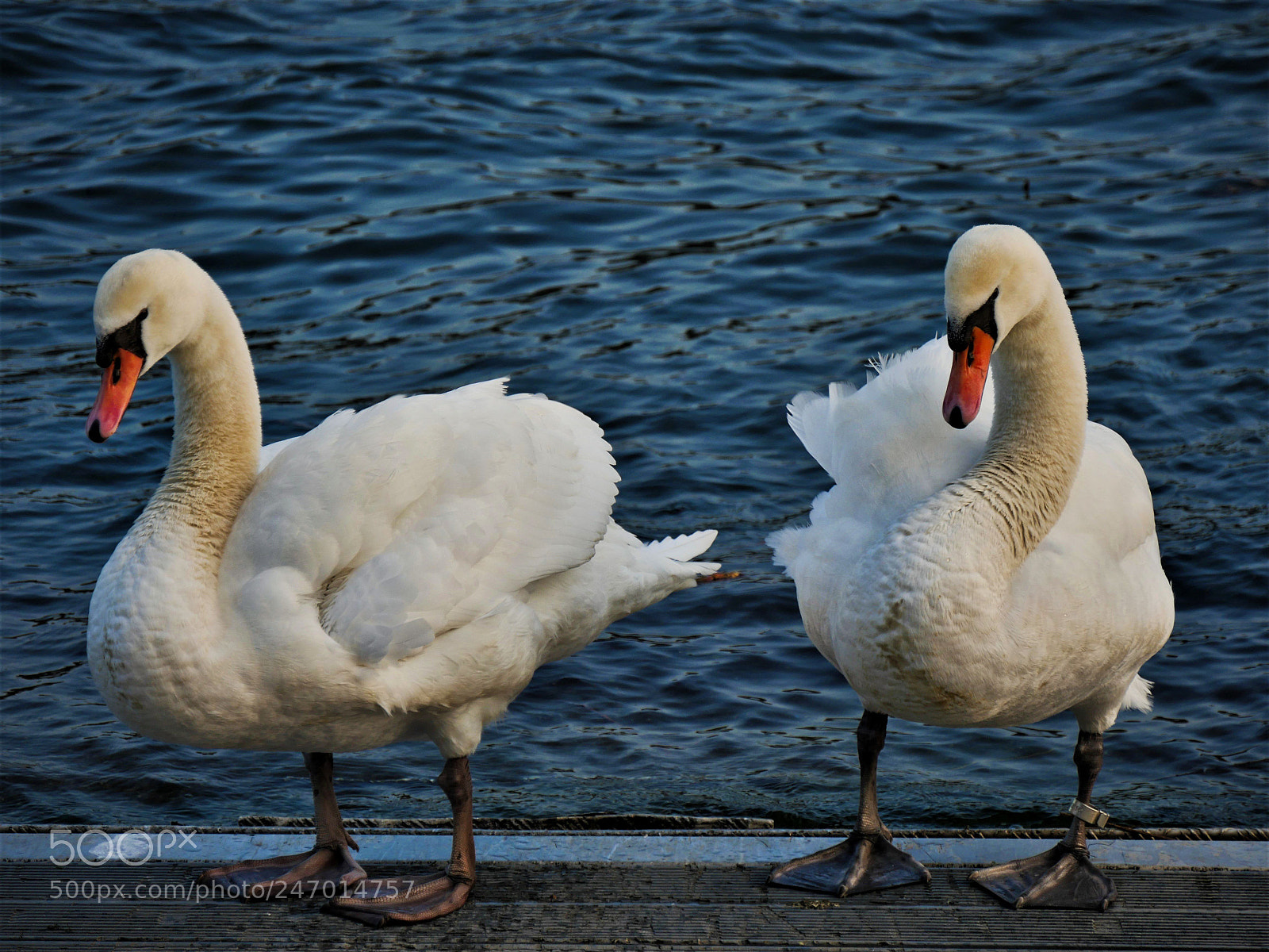 Panasonic Lumix DMC-GH4 sample photo. Schwäne photography