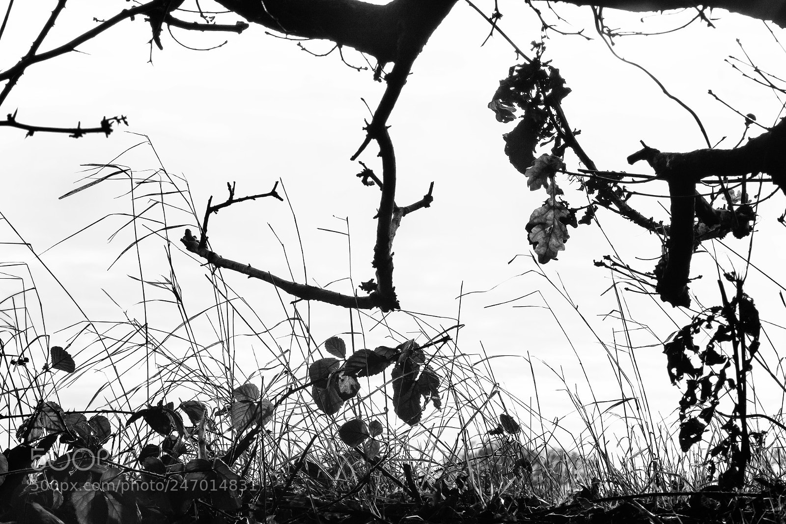 Canon EOS 50D sample photo. Untitled photography