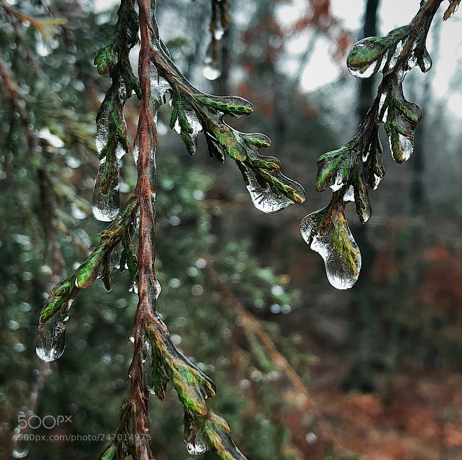 Apple iPhone X sample photo. Freezing rain on cedar photography