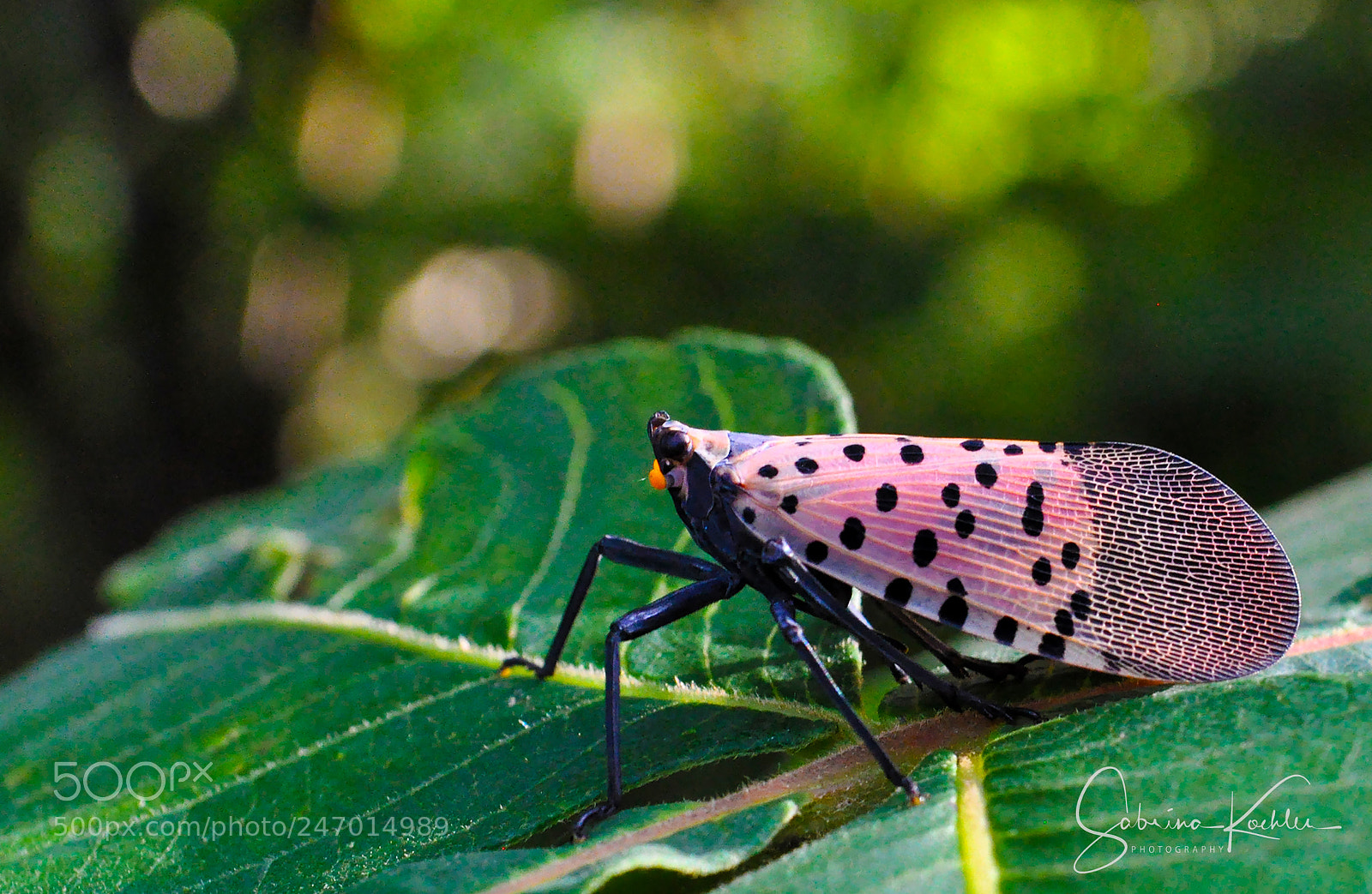 Nikon D5000 sample photo. Cicada, south korea photography