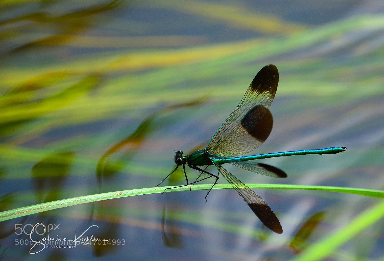 Nikon D5100 sample photo. Dragonfly photography