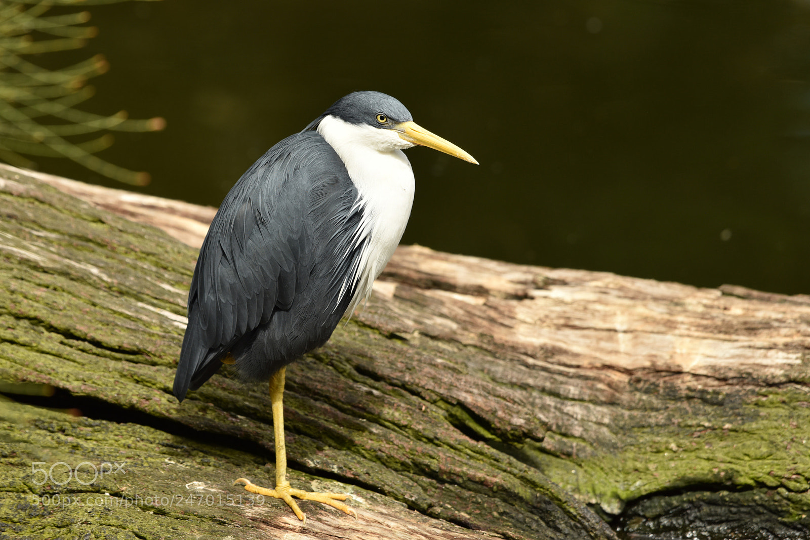 Nikon D810 sample photo. White necked heron photography