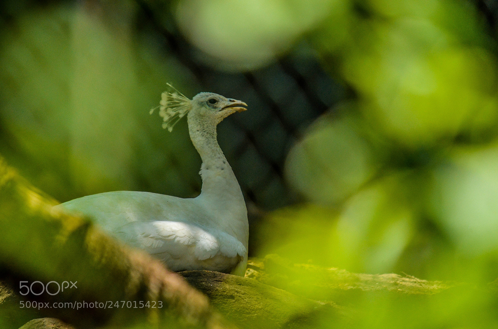 Nikon D5100 sample photo. White peacock photography