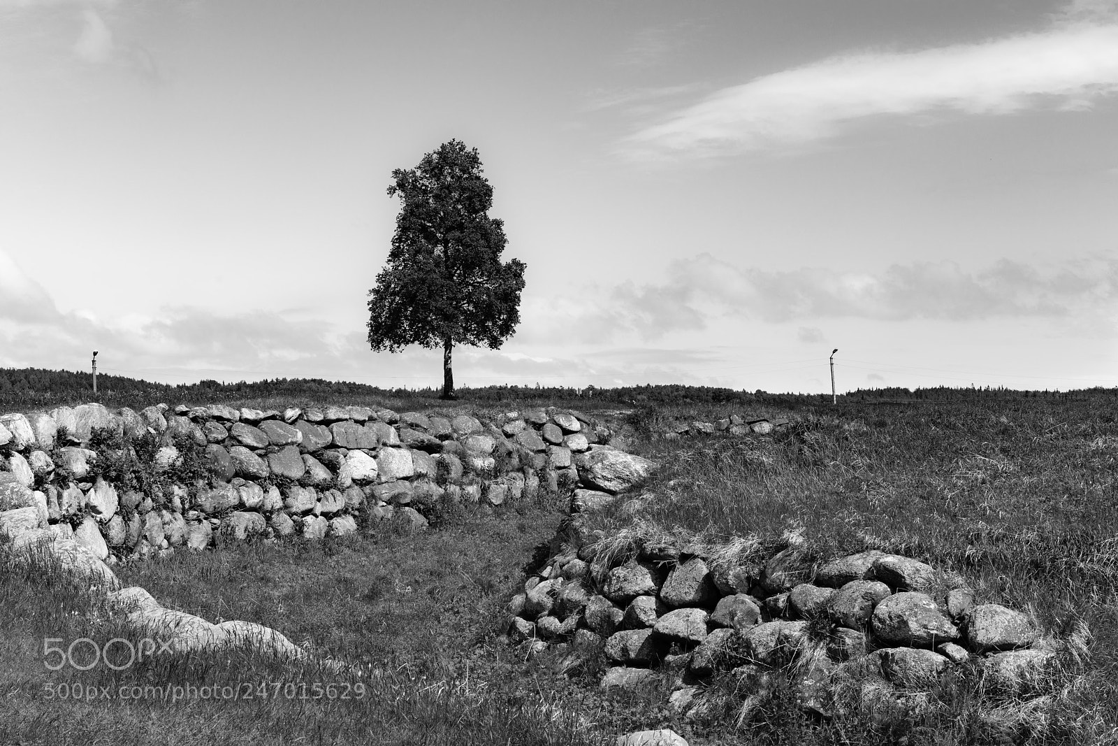 Sony a7R II sample photo. Solovki 17 (tree). photography