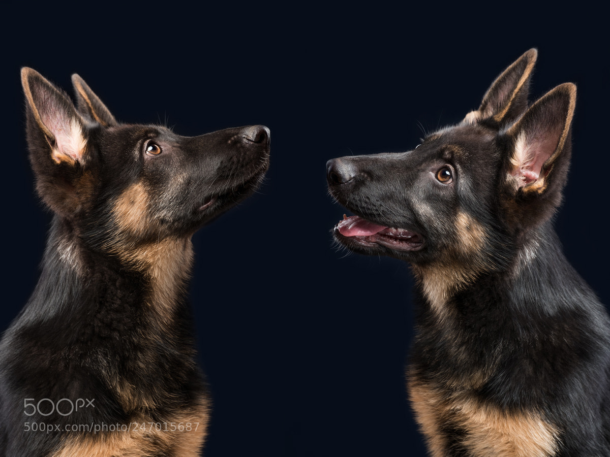 Fujifilm X-T2 sample photo. Double cuteness photography