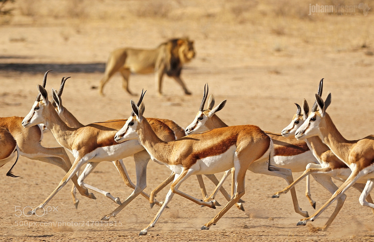 Canon EOS 7D Mark II sample photo. Predator and prey photography