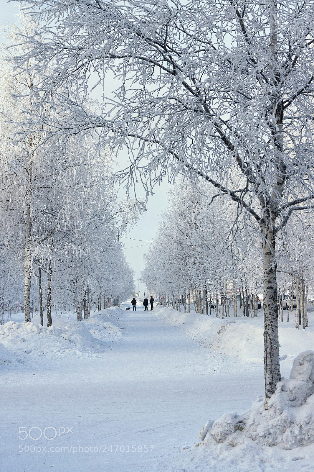 Sony SLT-A77 sample photo. -40°c photography