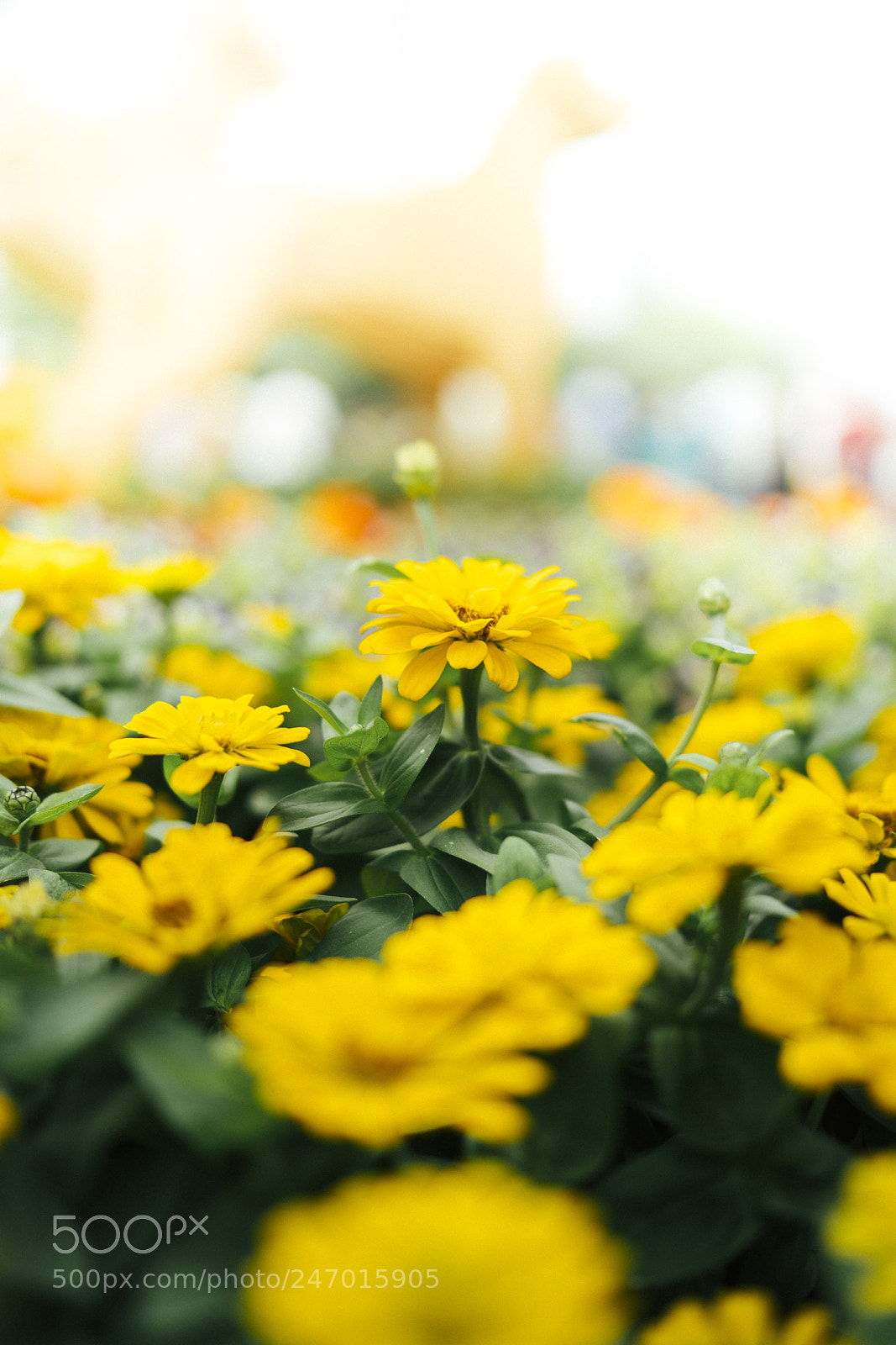 Sony a7R II sample photo. Yellow flowers photography