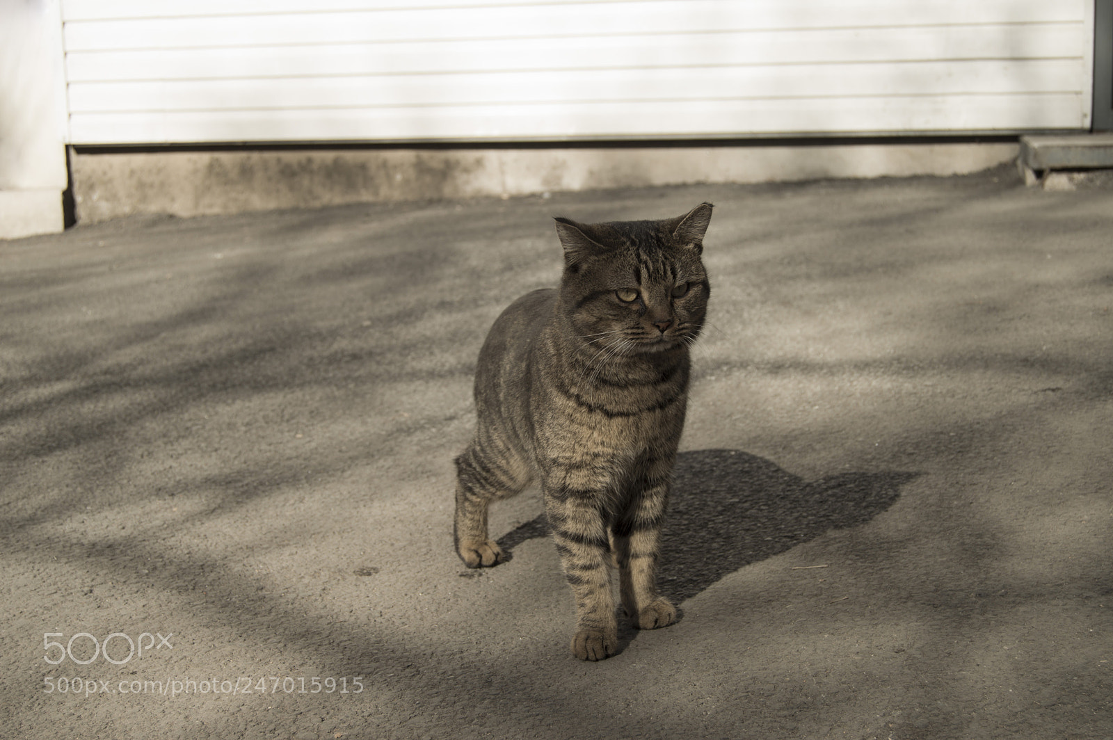 Nikon D3200 sample photo. Kitty from vdk street photography