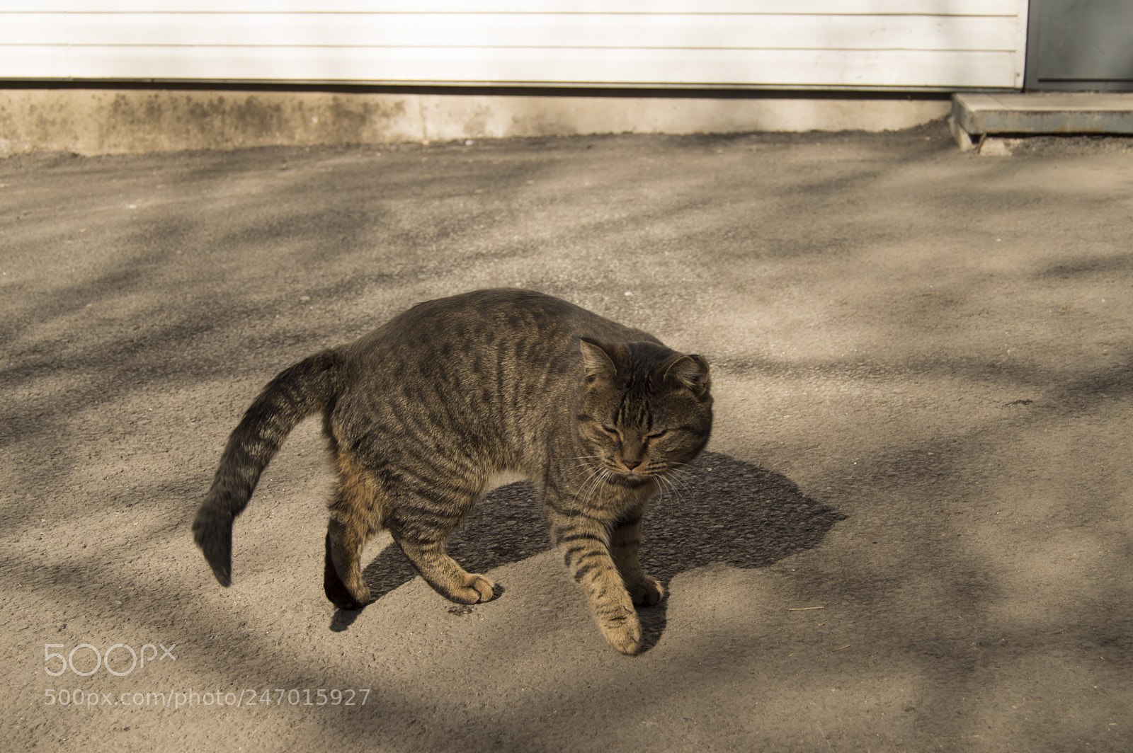 Nikon D3200 sample photo. Kitty from vdk street photography