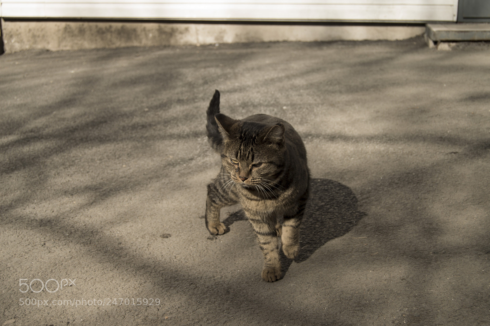 Nikon D3200 sample photo. Kitty from vdk street photography