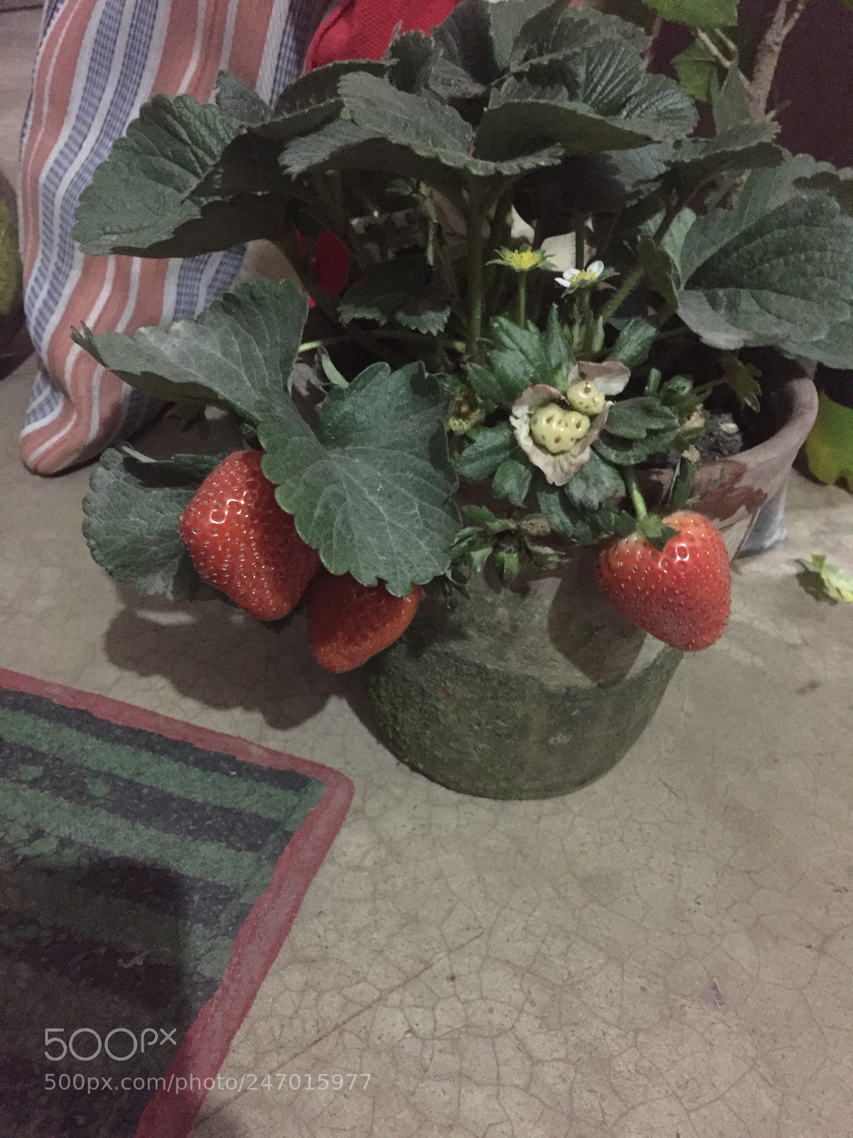 Apple iPhone 6 sample photo. Untitled photography