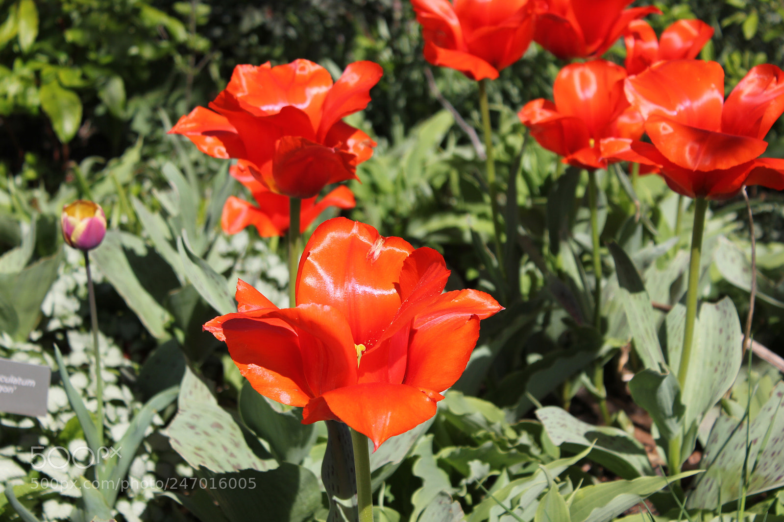 Canon EF-S 18-55mm F3.5-5.6 IS sample photo. Tulips edward's gardens, toronto photography