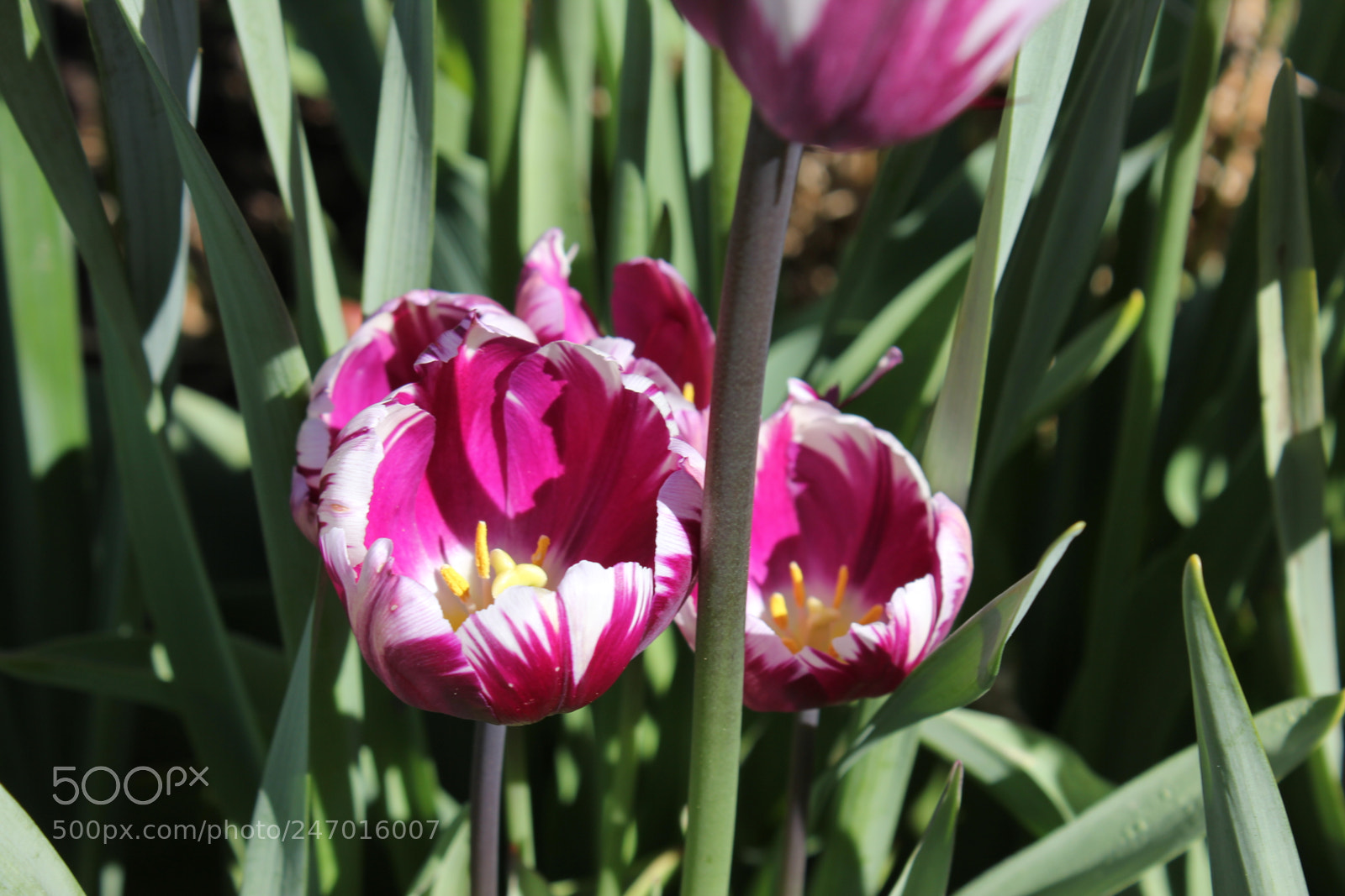 Canon EF-S 18-55mm F3.5-5.6 IS sample photo. Tulips edward's gardens, toronto photography