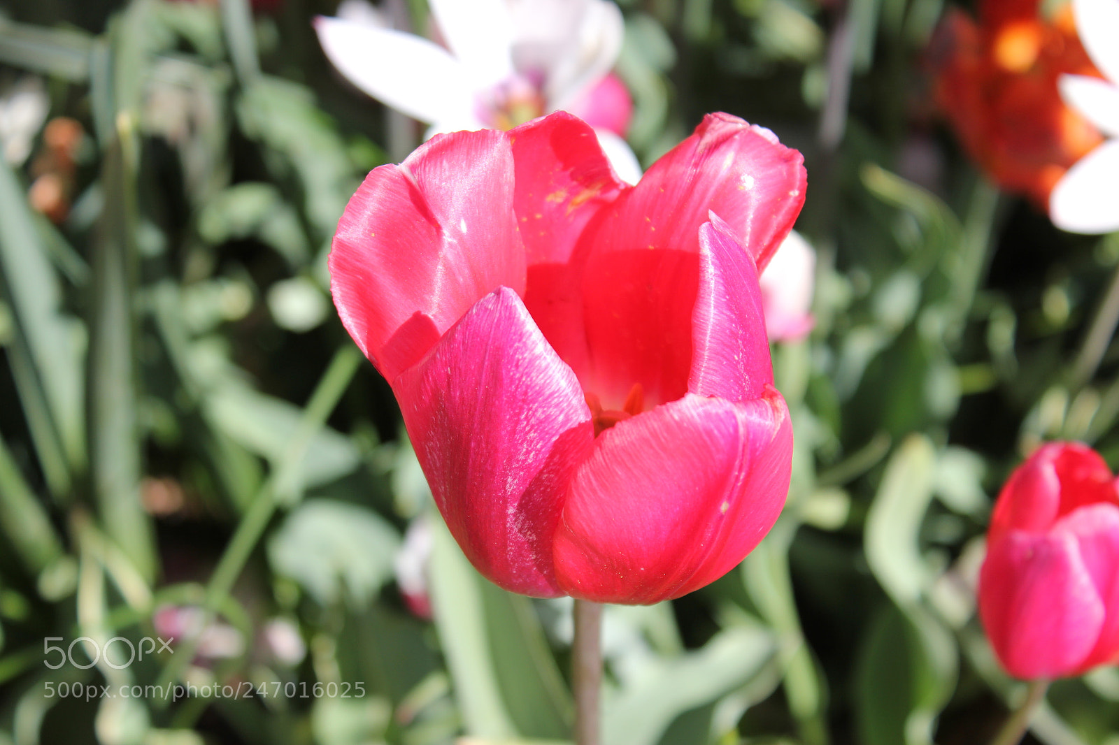 Canon EF-S 18-55mm F3.5-5.6 IS sample photo. Tulips edward's gardens, toronto photography