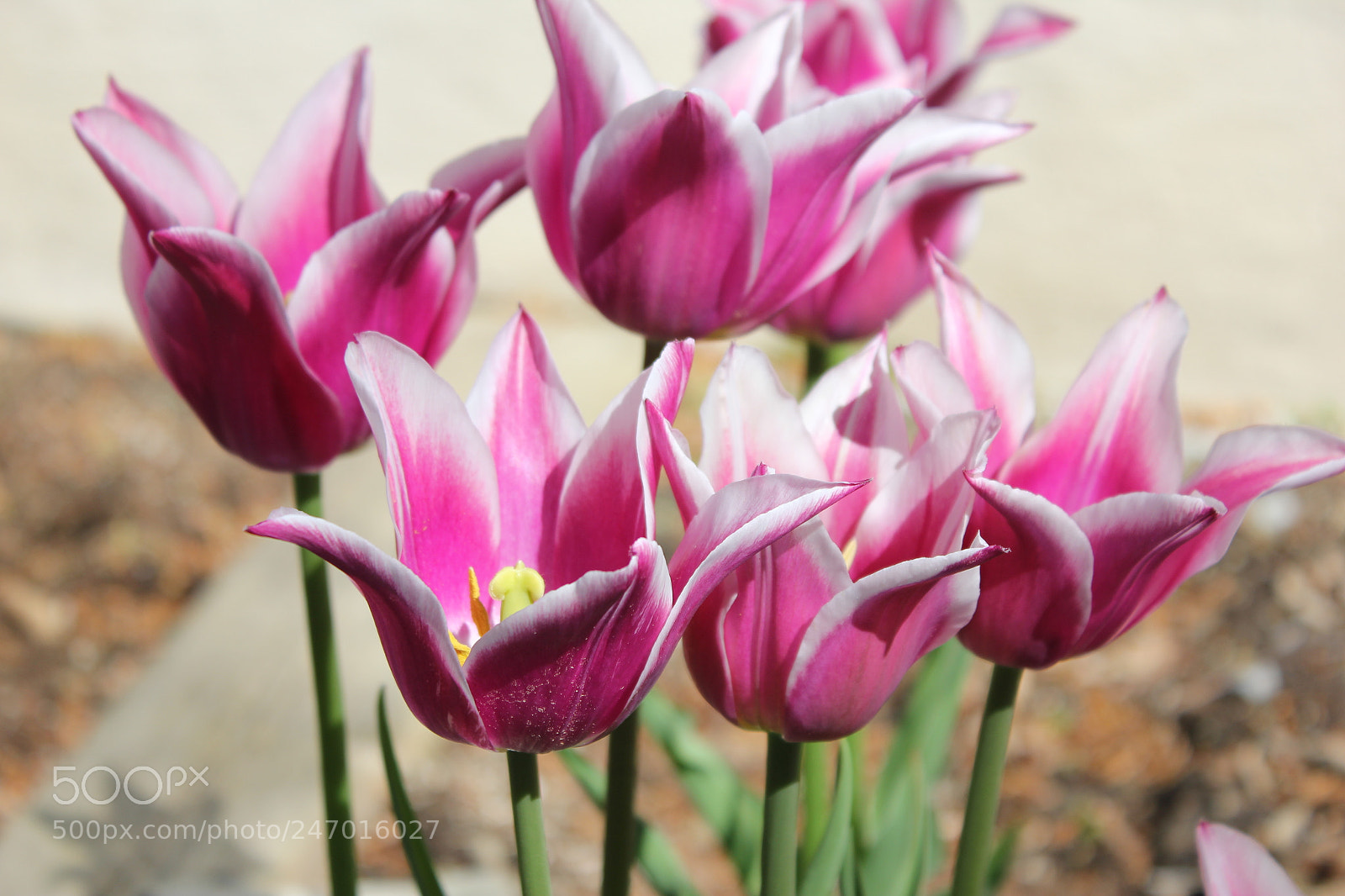 Canon EF-S 18-55mm F3.5-5.6 IS sample photo. Tulips edward's gardens, toronto photography