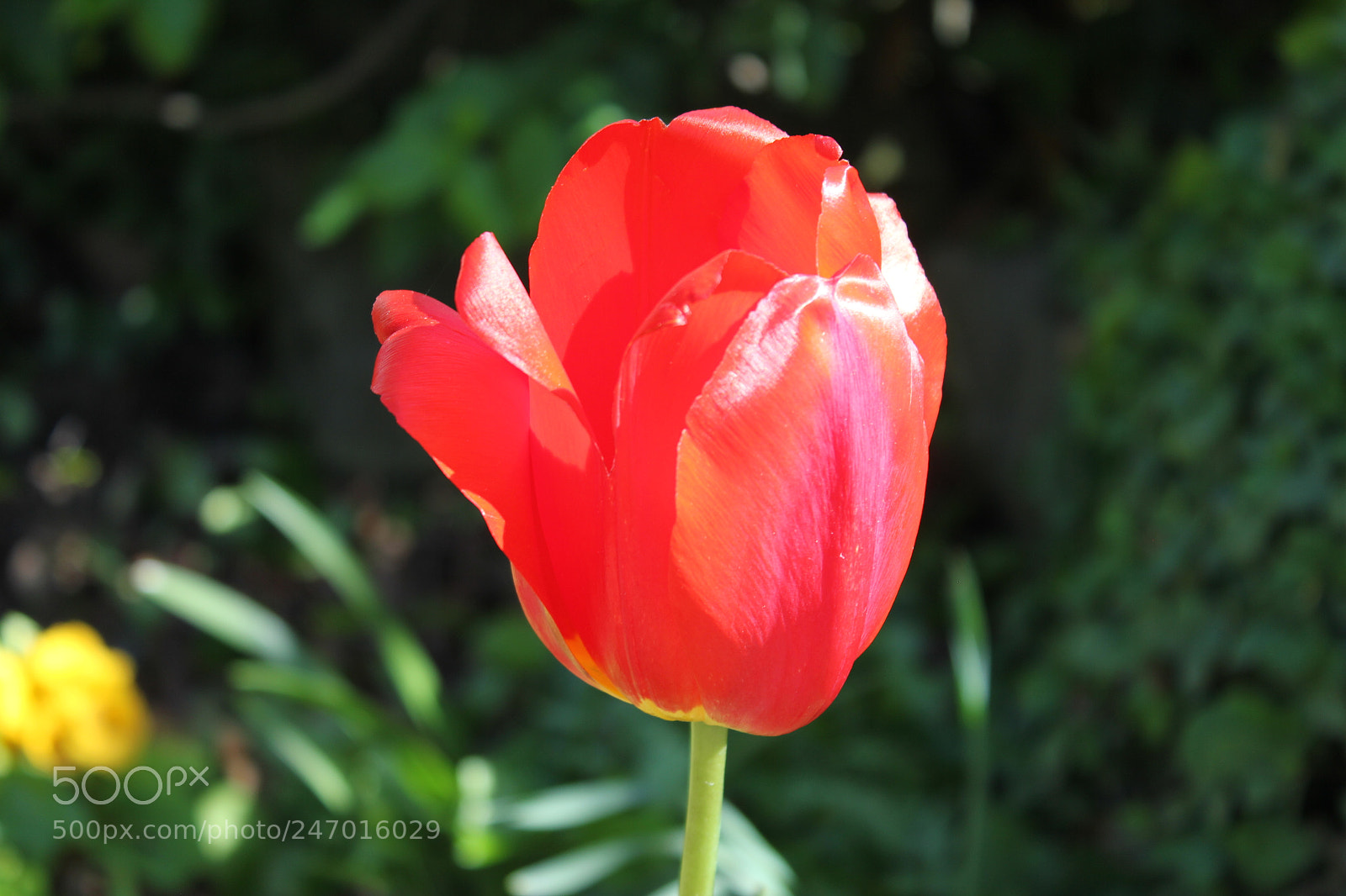 Canon EF-S 18-55mm F3.5-5.6 IS sample photo. Tulips edward's gardens, toronto photography