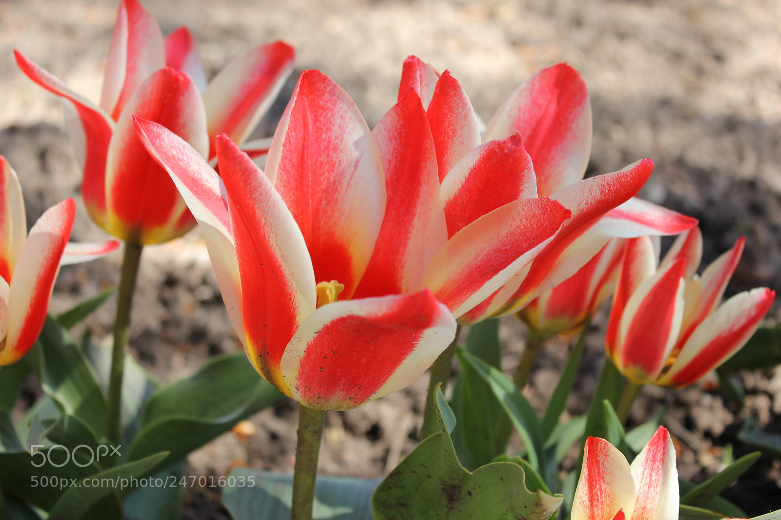 Canon EF-S 18-55mm F3.5-5.6 IS sample photo. Tulips edward's gardens, toronto photography