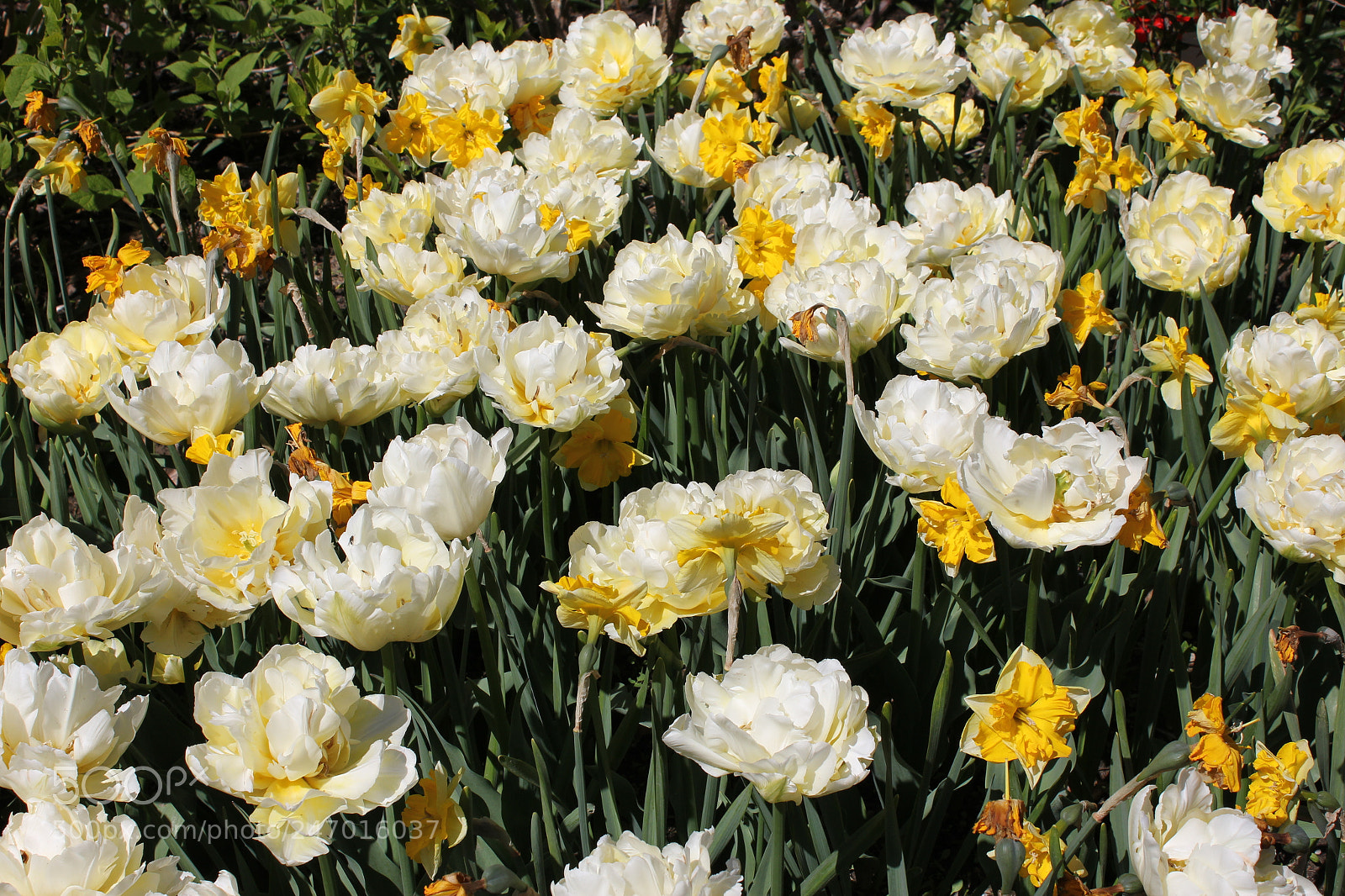 Canon EF-S 18-55mm F3.5-5.6 IS sample photo. Tulips edward's gardens, toronto photography
