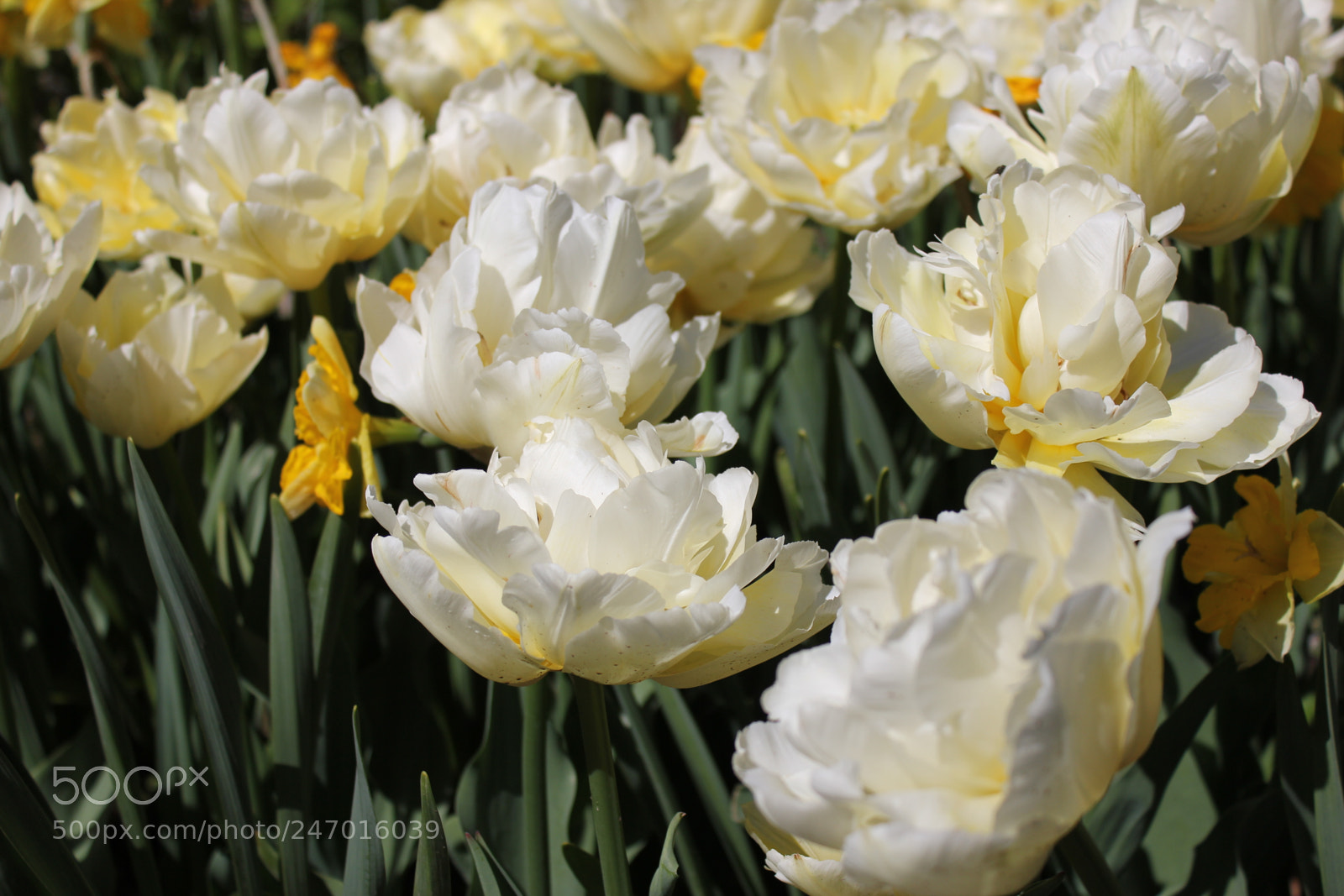 Canon EF-S 18-55mm F3.5-5.6 IS sample photo. Tulips edward's gardens, toronto photography