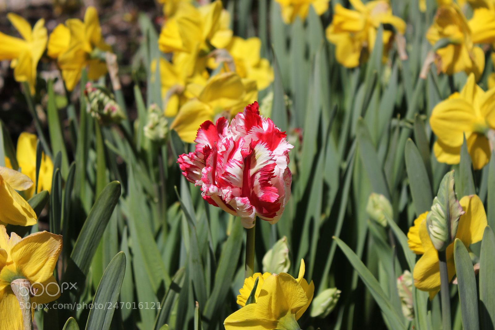 Canon EF-S 18-55mm F3.5-5.6 IS sample photo. Tulips edward's gardens, toronto photography
