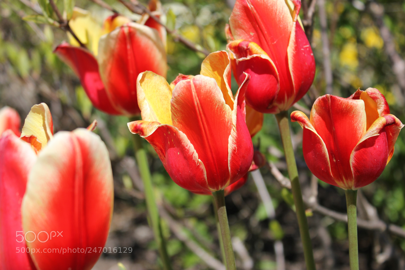 Canon EF-S 18-55mm F3.5-5.6 IS sample photo. Tulips edward's gardens, toronto photography