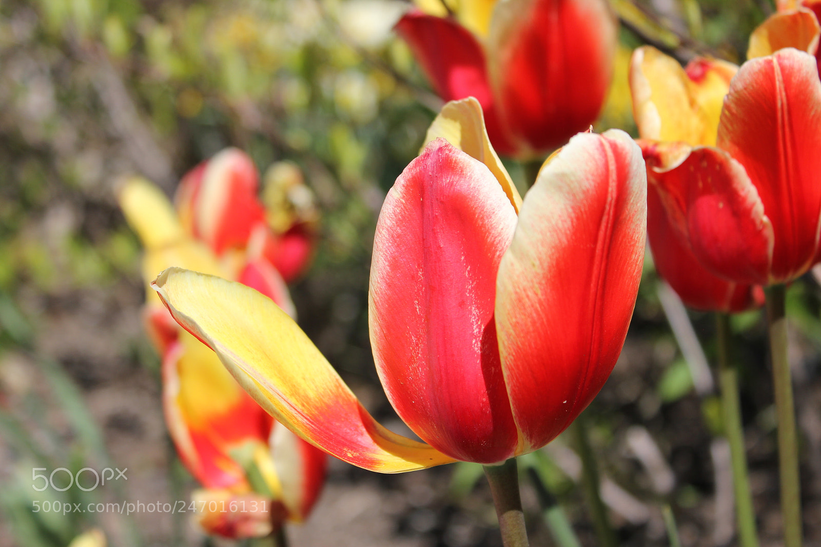 Canon EF-S 18-55mm F3.5-5.6 IS sample photo. Tulips edward's gardens, toronto photography