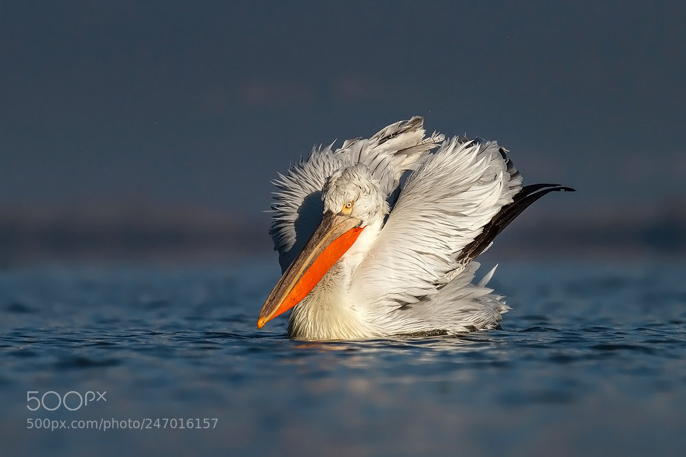 Canon EOS 7D sample photo. Dalmatian pelican photography