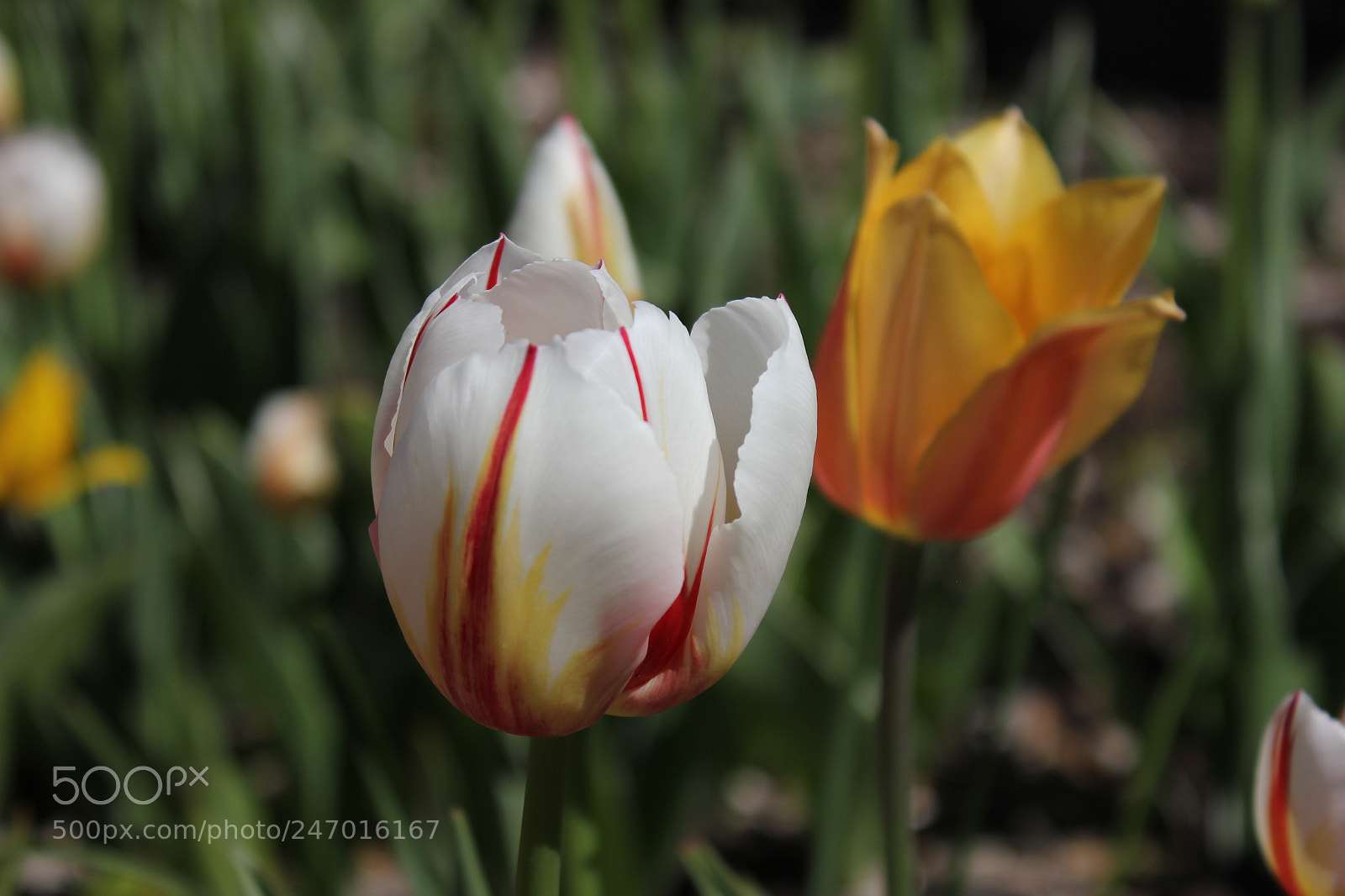 Canon EF-S 18-55mm F3.5-5.6 IS sample photo. Tulips edward's gardens, toronto photography