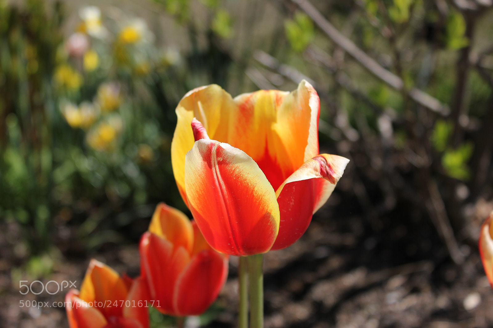 Canon EF-S 18-55mm F3.5-5.6 IS sample photo. Tulips edward's gardens, toronto photography