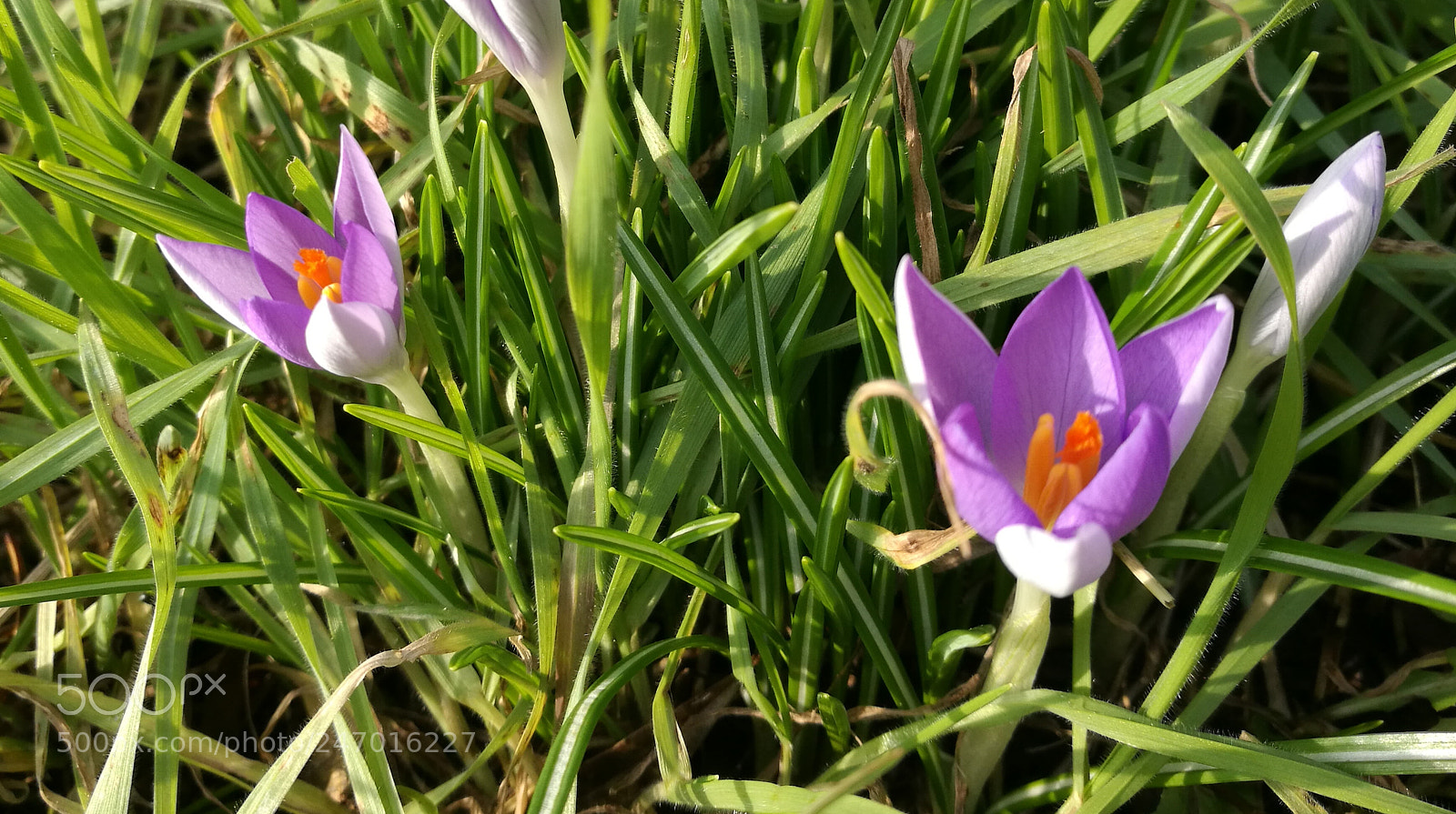HUAWEI P9 sample photo. Untitled photography