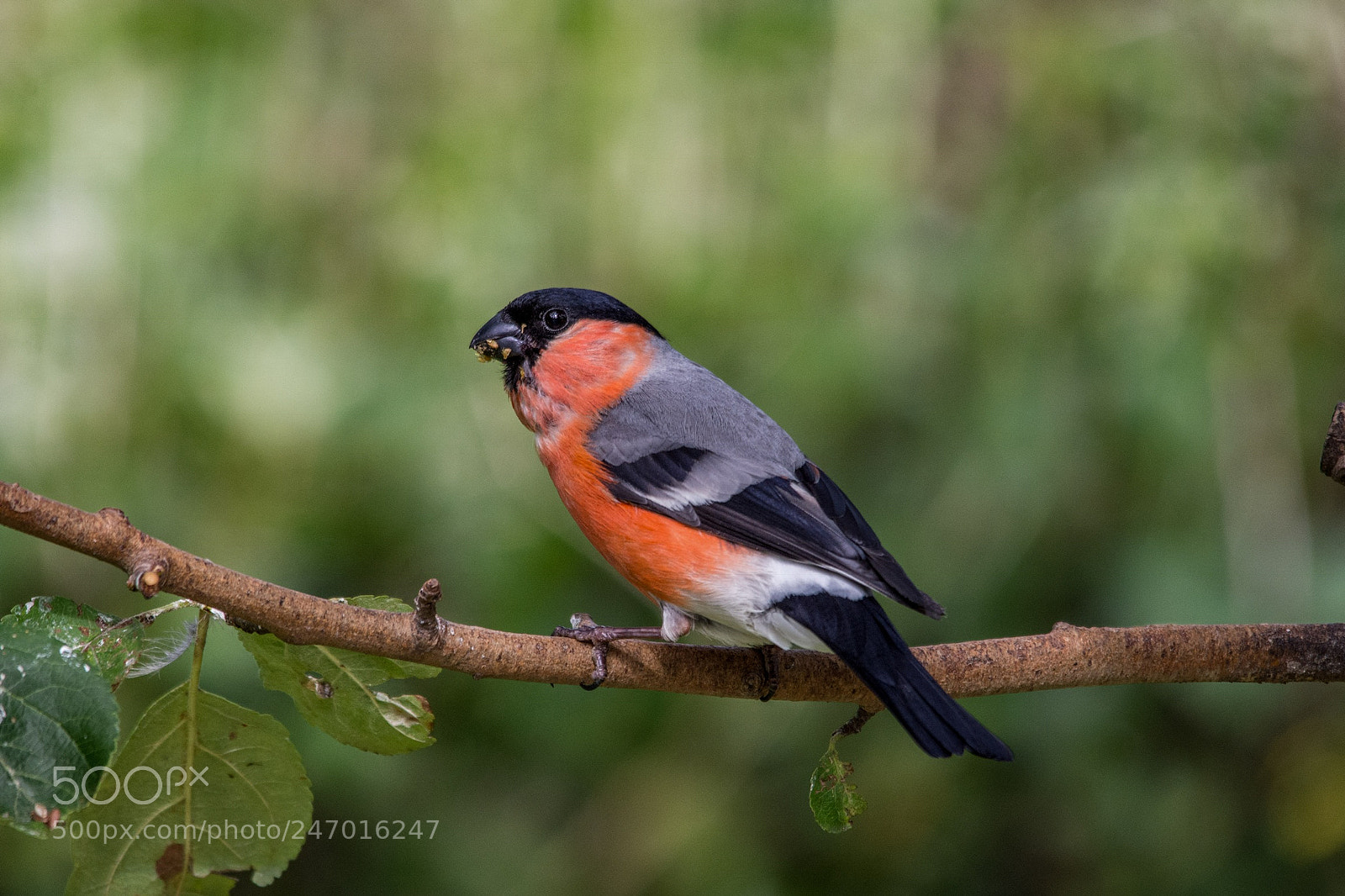 Nikon D7200 sample photo. Bullfinch photography