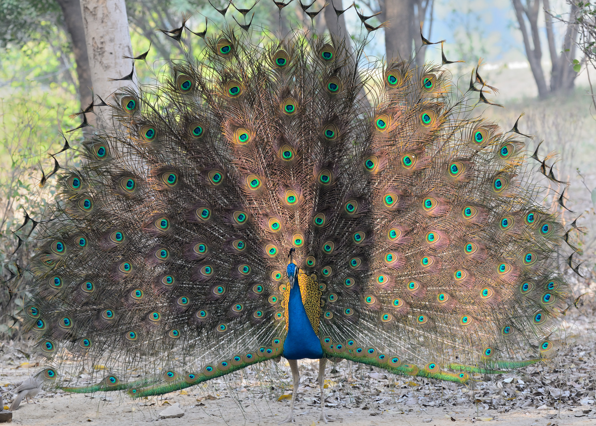 Nikon D7100 sample photo. Indian peafowl in courtship mood photography