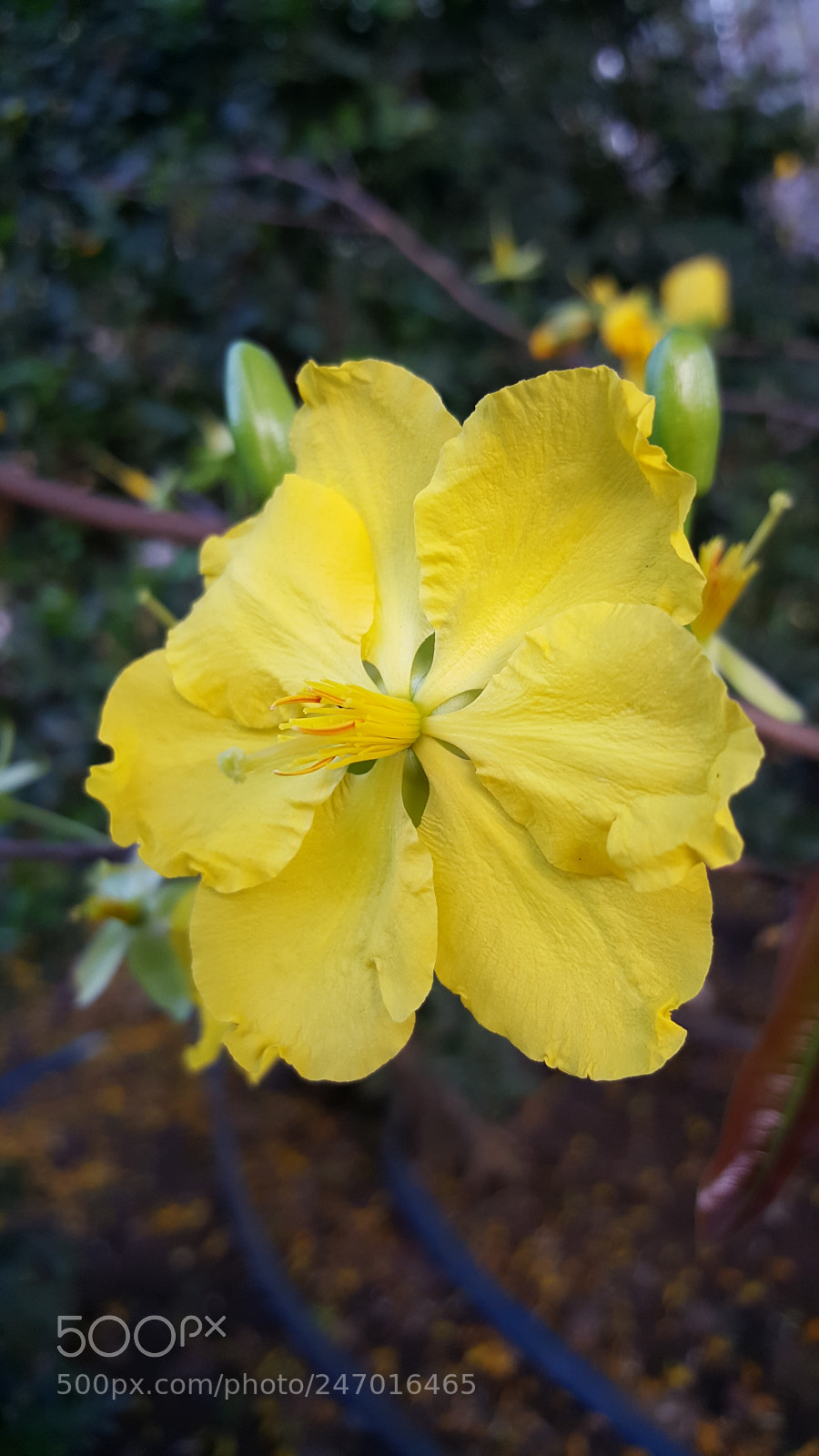 Samsung Galaxy S6 sample photo. Apricot blossom photography