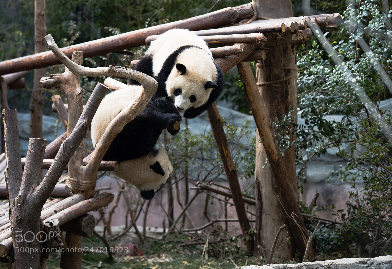 Nikon D810 sample photo. 杂耍 photography