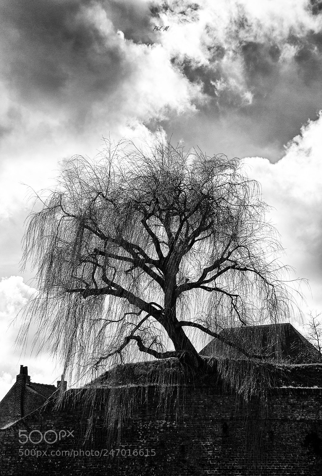 Canon EOS 1200D (EOS Rebel T5 / EOS Kiss X70 / EOS Hi) sample photo. L'arbre sur les remparts. photography