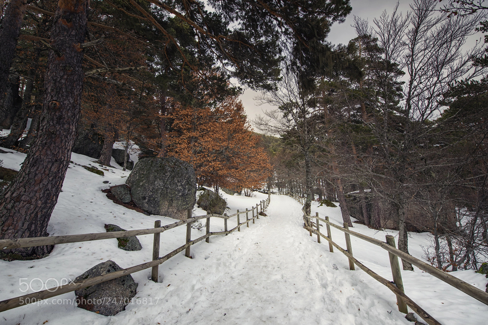 Nikon D610 sample photo. Winter path photography
