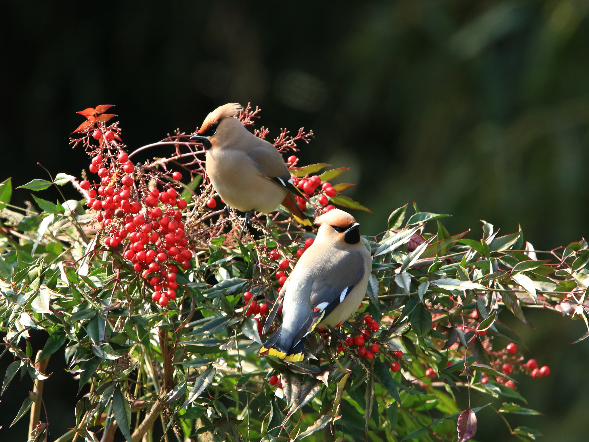 Canon EOS 7D Mark II + Canon EF 400mm F2.8L IS USM sample photo. Bohemian waxwing キレンジャク photography