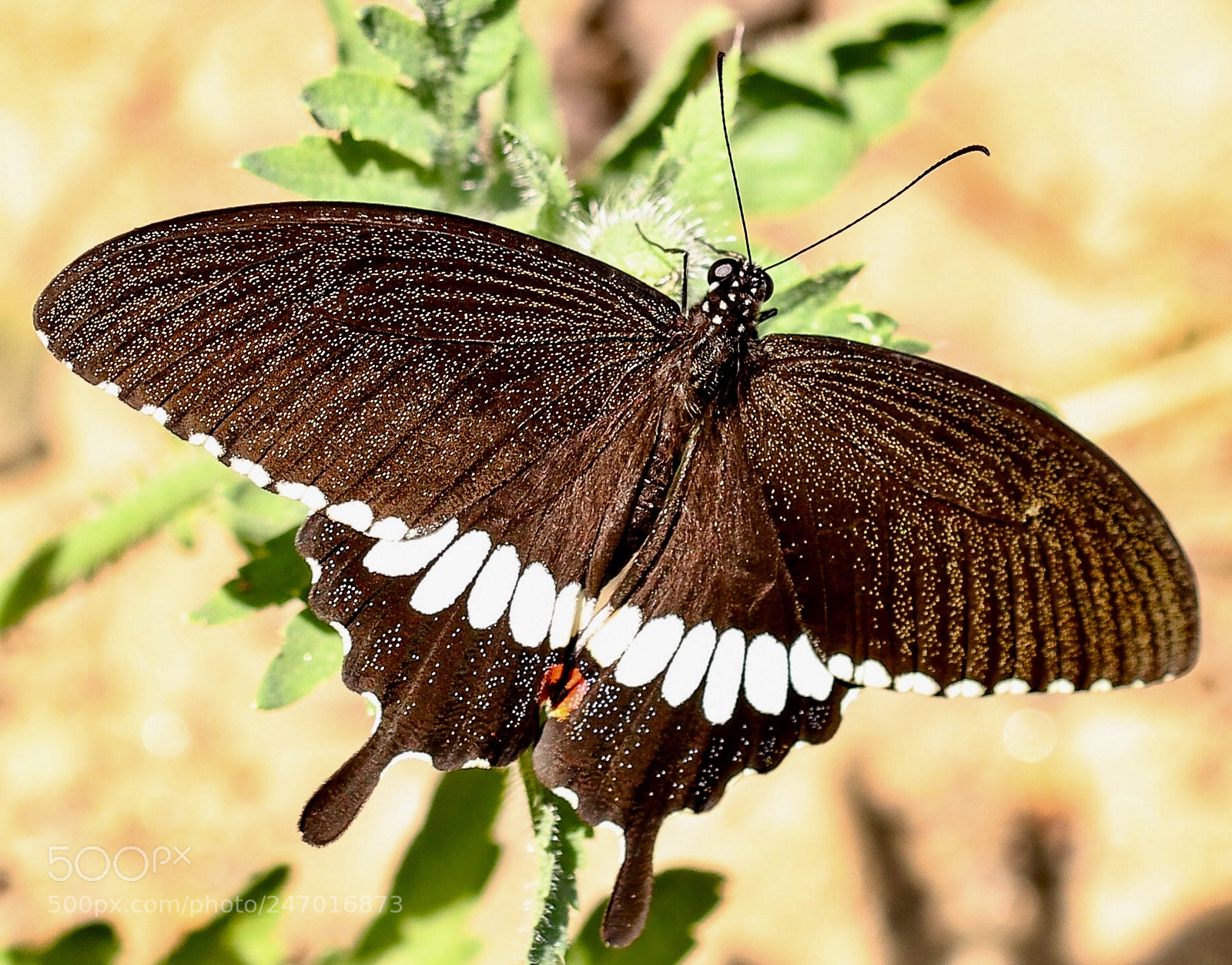 Canon EOS 80D sample photo. Common mormon photography