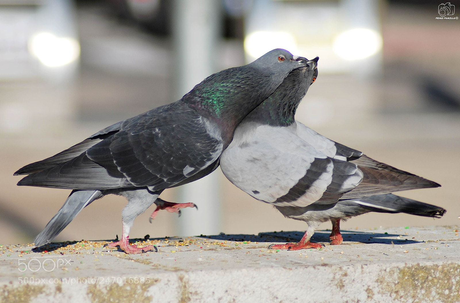 Nikon D60 sample photo. Untitled photography