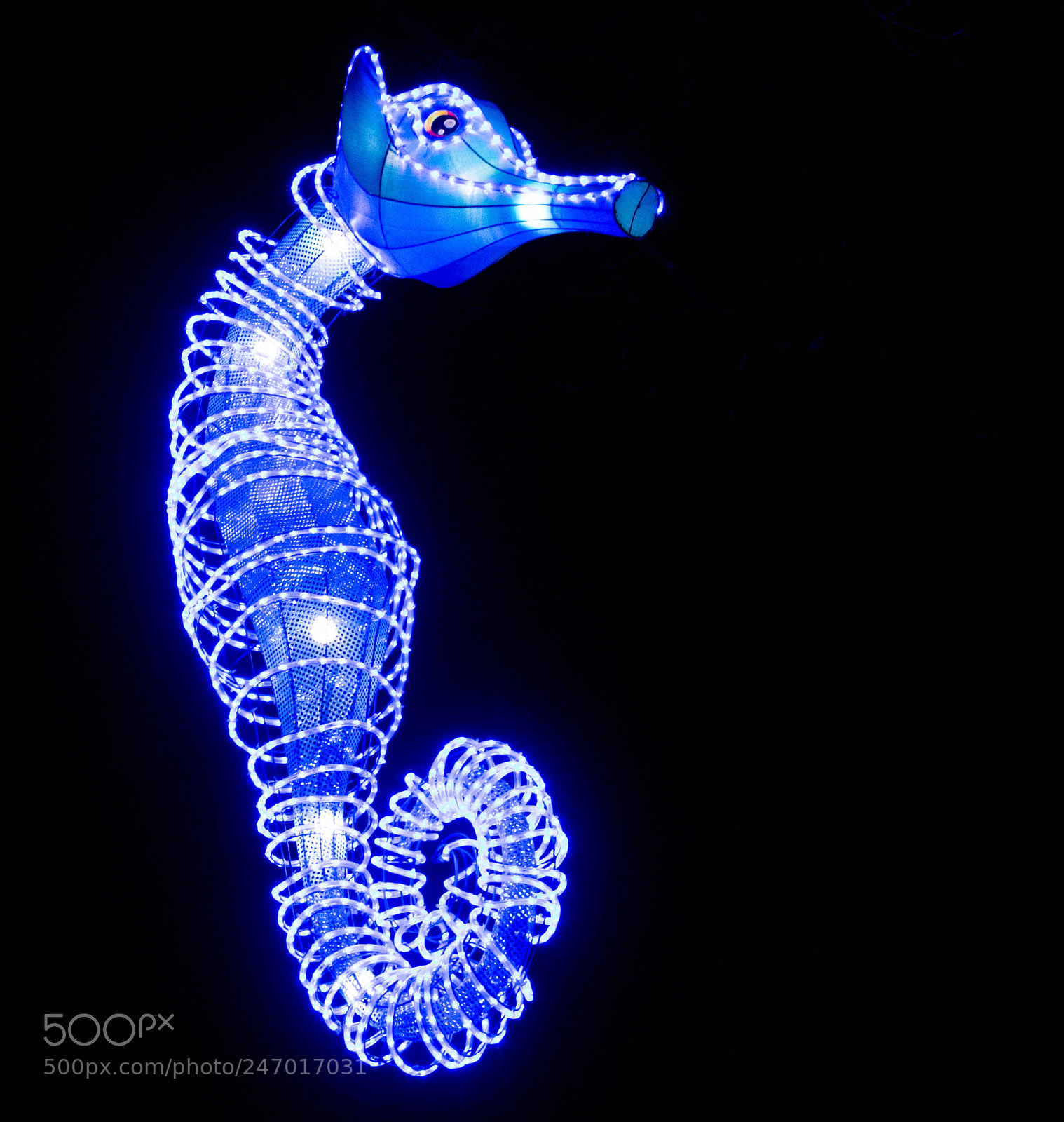Nikon D7200 sample photo. Sea horse by night photography