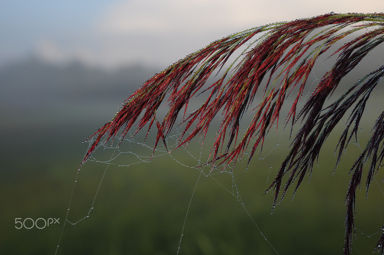 Nikon D90 sample photo. Velvet photography