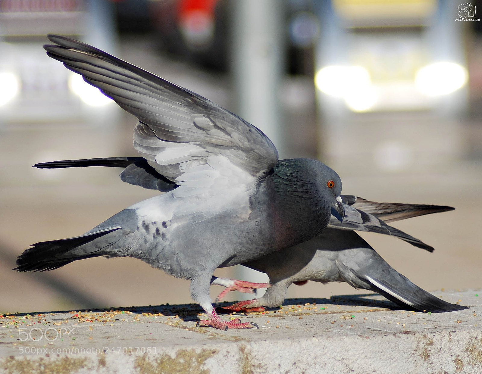 Nikon D60 sample photo. Untitled photography