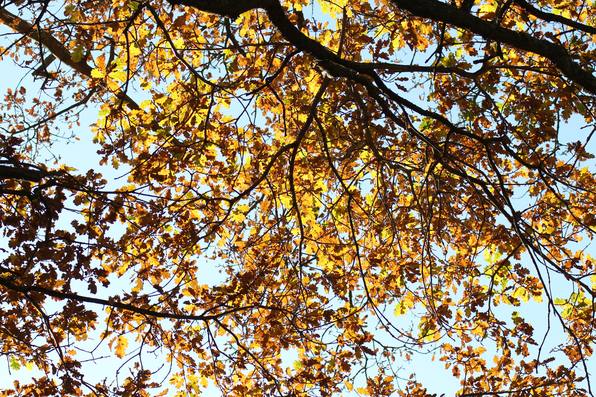 Canon EOS 1300D (EOS Rebel T6 / EOS Kiss X80) sample photo. Sunlight through the trees photography