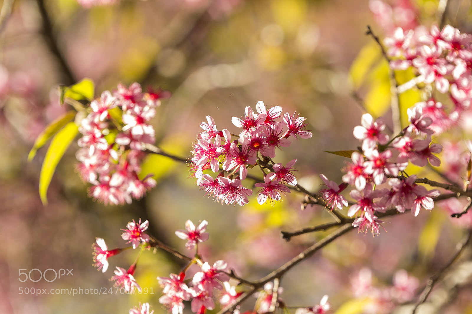 Canon EOS 60D sample photo. Wild himalayan cherry at photography