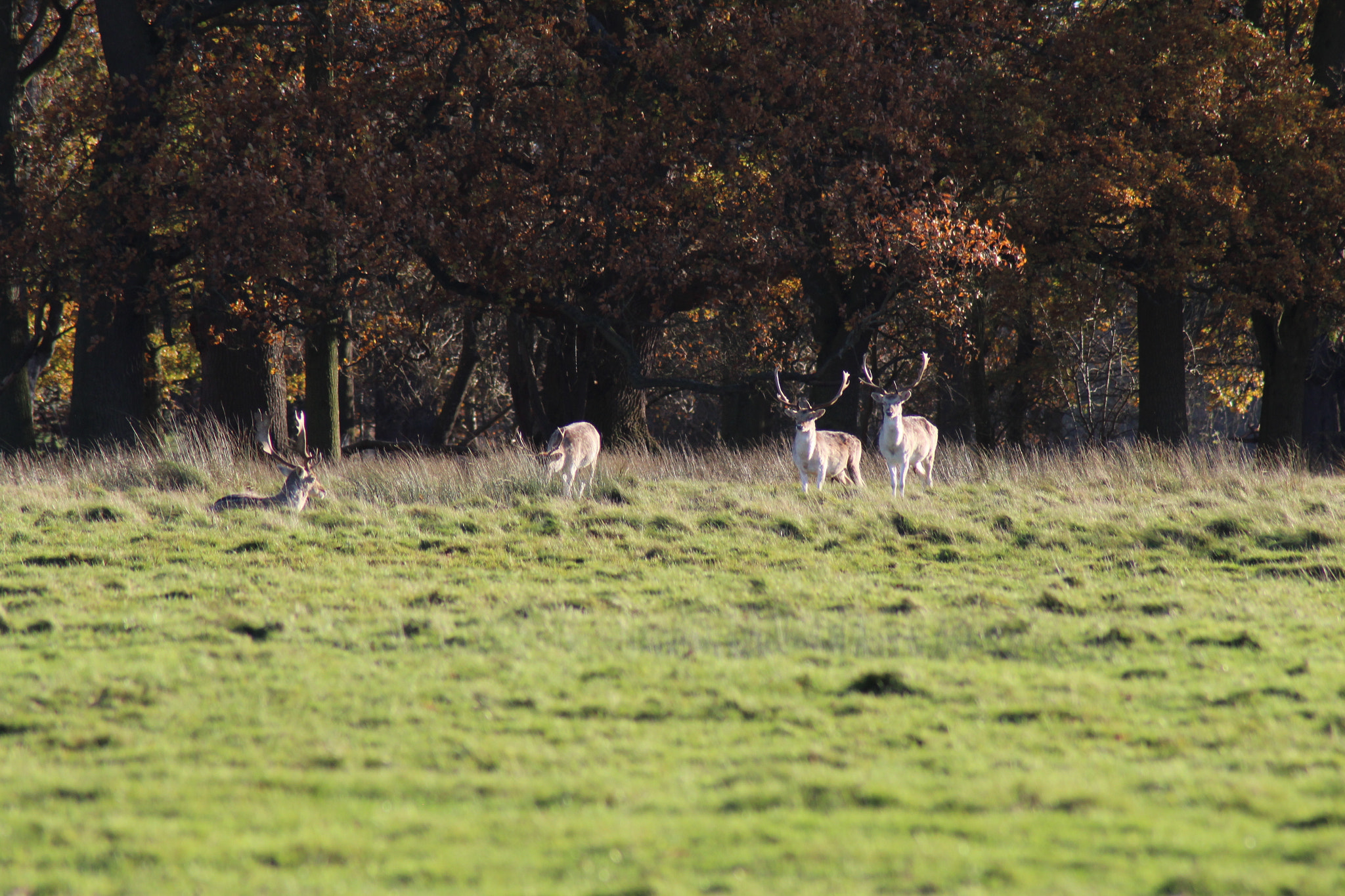 Canon EOS 1300D (EOS Rebel T6 / EOS Kiss X80) sample photo. The stags photography