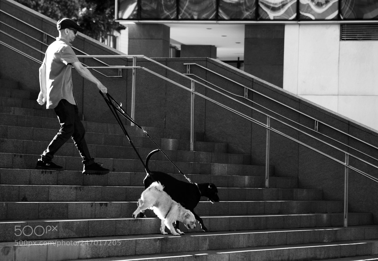 Nikon D800 sample photo. Man with dogs photography