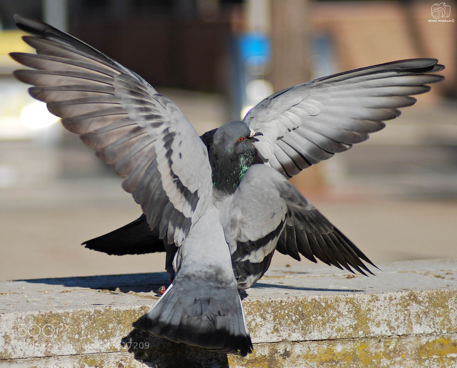 Nikon D60 sample photo. Untitled photography