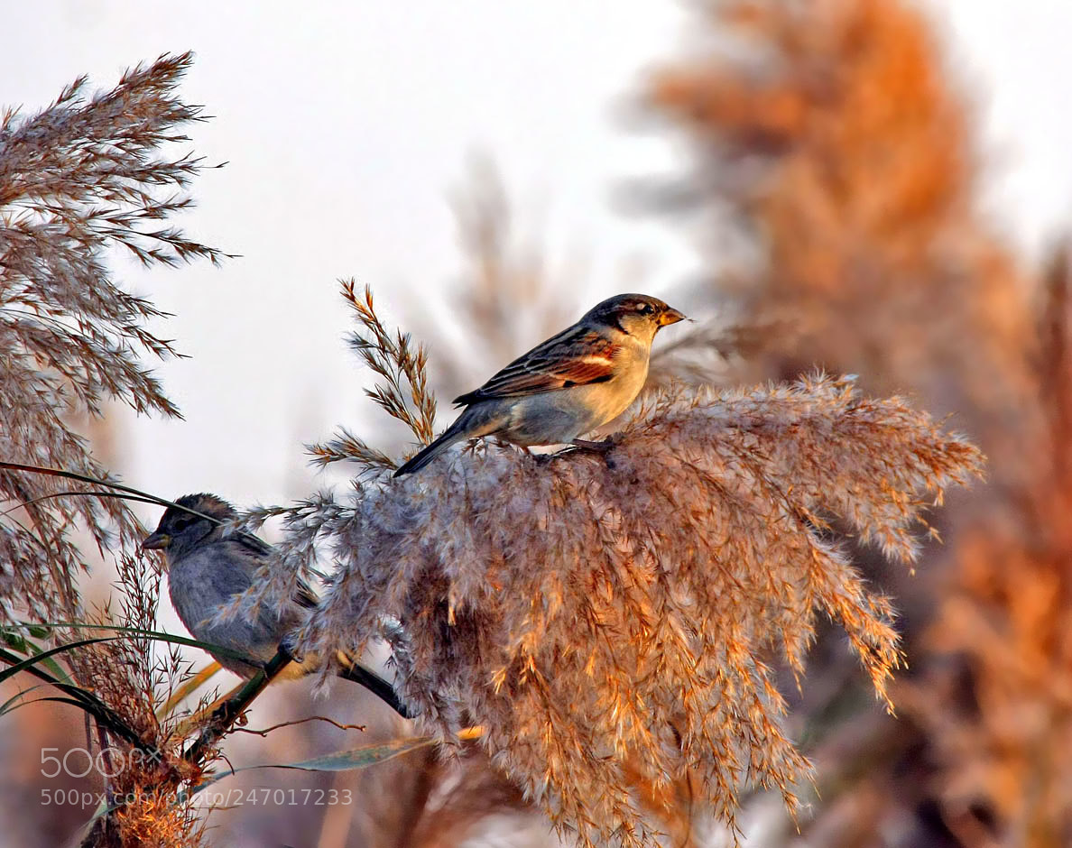 Canon EOS 40D sample photo. Evening sparrow photography
