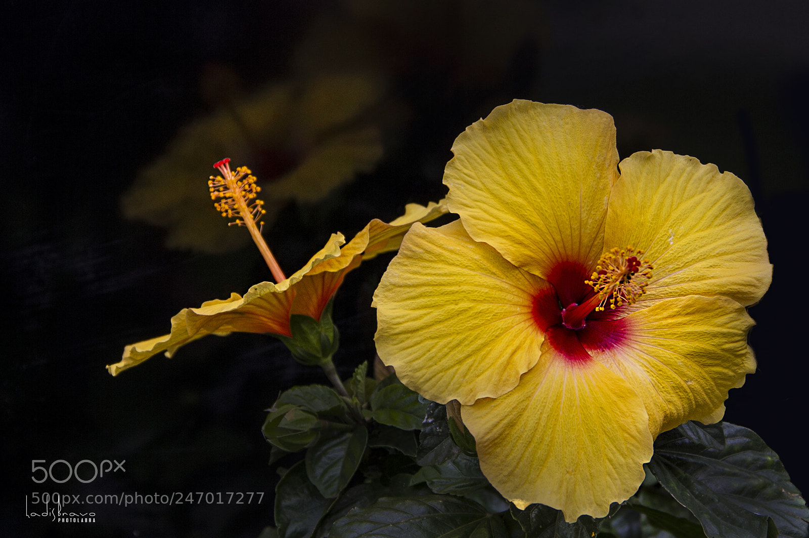 Canon EOS 7D sample photo. Mi jardin photography